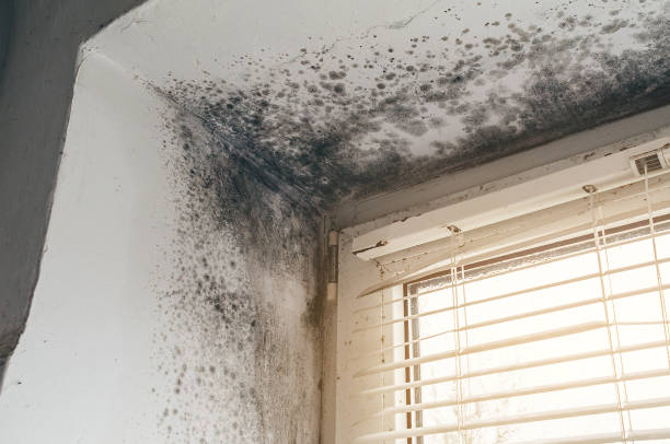 Affordable Mold Cleanup solutions in Johnstown, NY